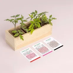 Na Podwórko | Resetea Mini ogród - Pomidory