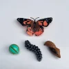 8 Lat+|Edukacyjne | Insect Lore Zestaw figurek Cykl Życia Motyla